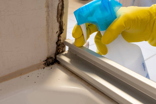 Best Mold Removal Process  in North Royalton, OH