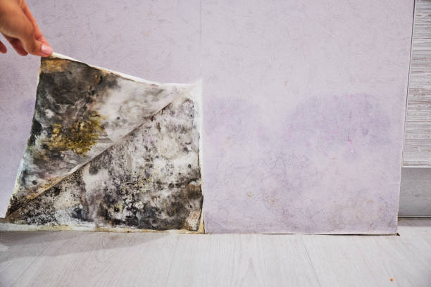 Best Office Mold Removal Services  in North Royalton, OH